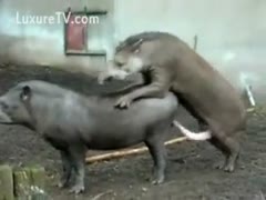 A collection of amateurs and wild animals engaging in animal sex